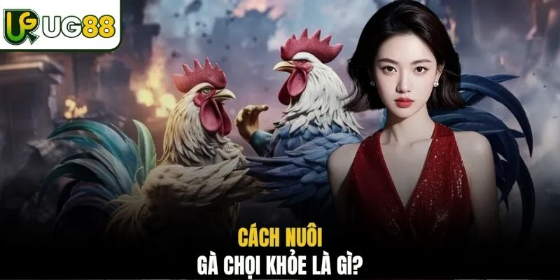 Cách nuôi gà chọi khỏe là gì?
