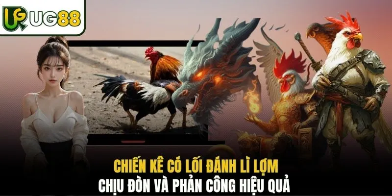 Chiến kê có lối đánh lì lợm, chịu đòn và phản công hiệu quả 