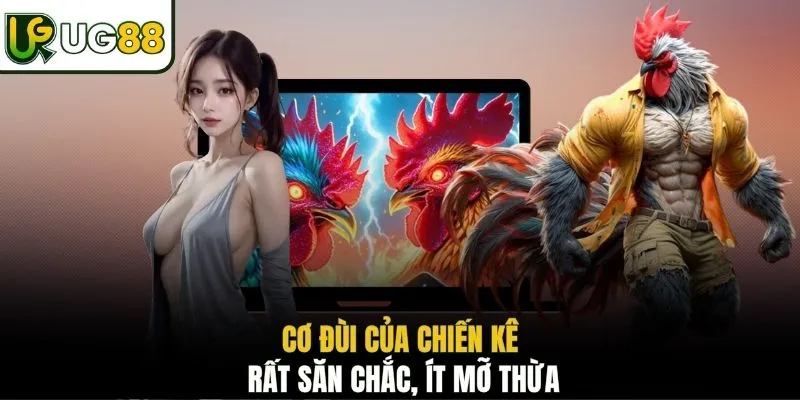 Cơ đùi của chiến kê rất săn chắc, ít mỡ thừa
