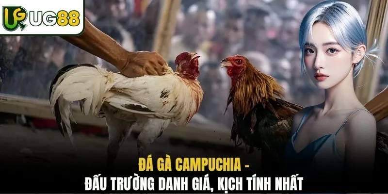 Đá gà Campuchia - Đấu trường danh giá, kịch tính nhất