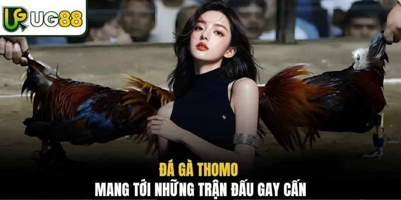 Đá gà Thomo mang tới những trận đấu gay cấn