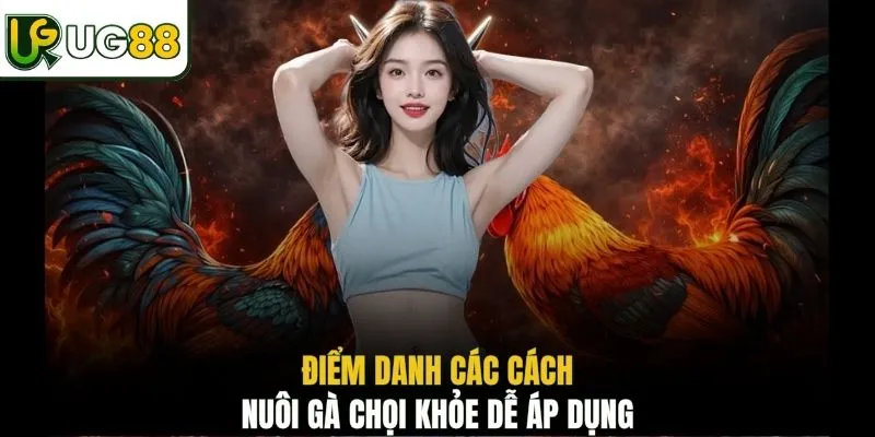 Điểm danh các cách nuôi gà chọi khỏe dễ áp dụng
