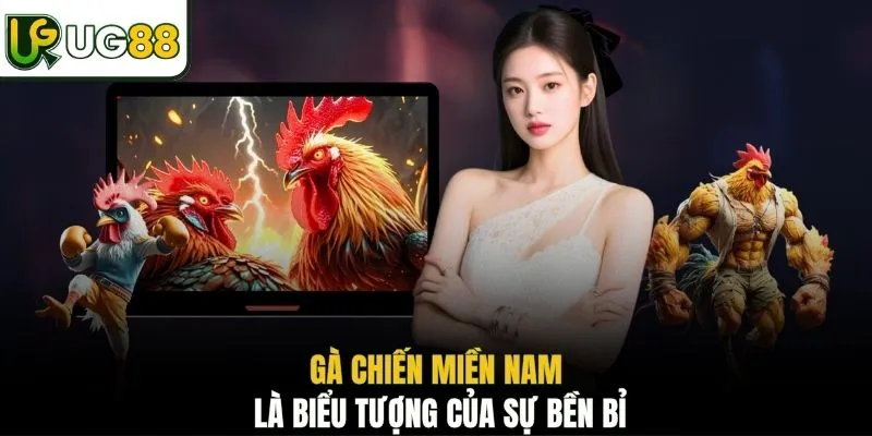 Gà chiến miền Nam là biểu tượng của sự bền bỉ