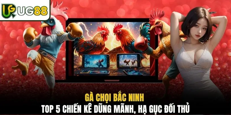 Gà chọi Bắc Ninh - Top 5 chiến kê dũng mãnh, hạ gục đối thủ