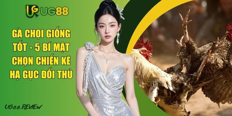 Gà Chọi Giống Tốt - 5 Bí Mật Chọn Chiến Kê Hạ Gục Đối Thủ
