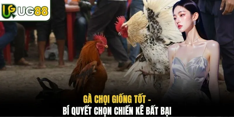 Gà chọi giống tốt - Bí quyết chọn chiến kê bất bại