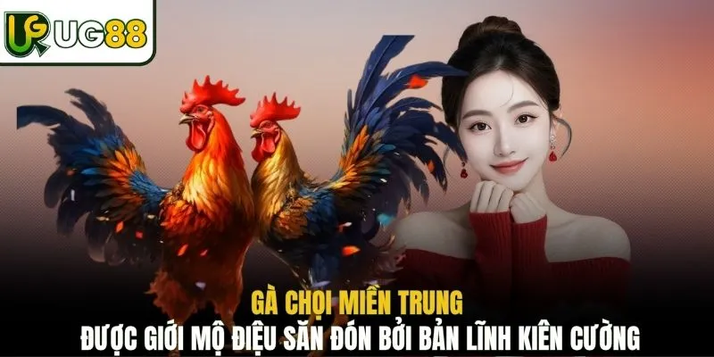 Gà chọi miền Trung được giới mộ điệu săn đón bởi bản lĩnh kiên cường