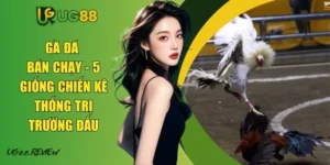 Gà Đá Bán Chạy - 5 Giống Chiến Kê Thống Trị Trường Đấu