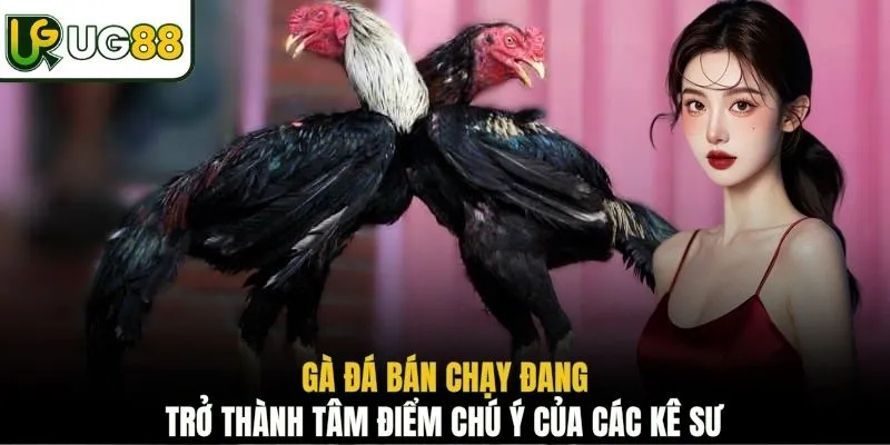 Gà đá bán chạy đang trở thành tâm điểm chú ý của các kê sư