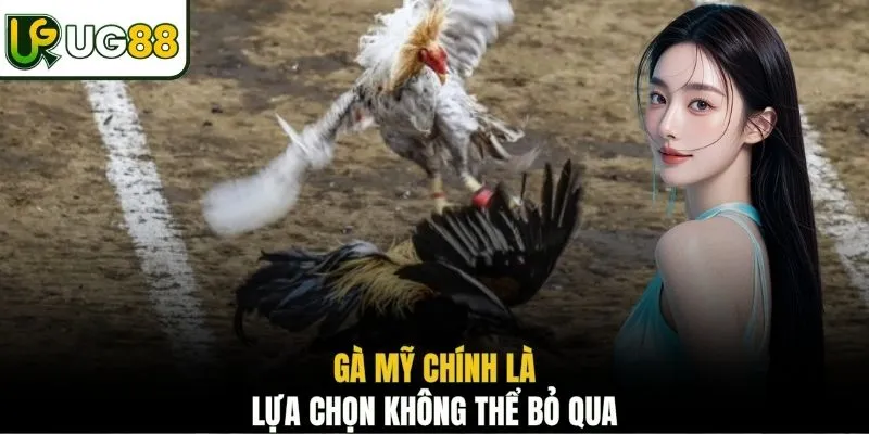 Gà Mỹ chính là lựa chọn không thể bỏ qua