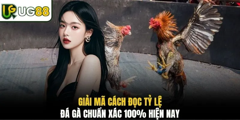 Giải mã cách đọc tỷ lệ đá gà chuẩn xác 100% hiện nay