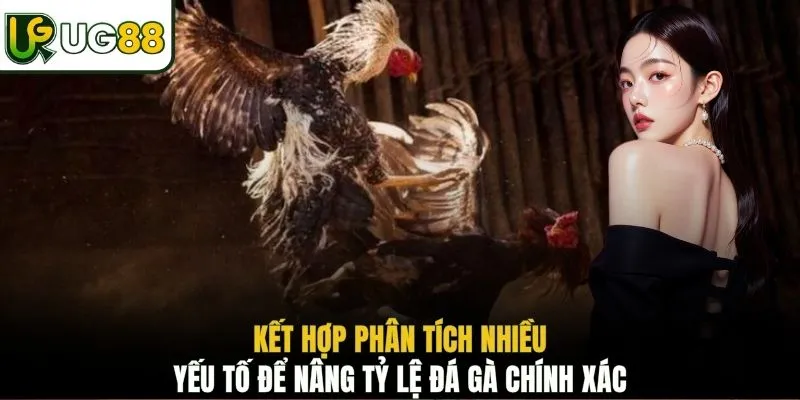 Kết hợp phân tích nhiều yếu tố để nâng tỷ lệ đá gà chính xác