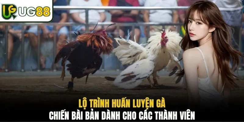 Lộ trình huấn luyện gà chiến bài bản dành cho các thành viên