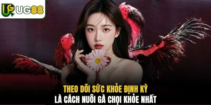 Theo dõi sức khỏe định kỳ là cách nuôi gà chọi khỏe nhất