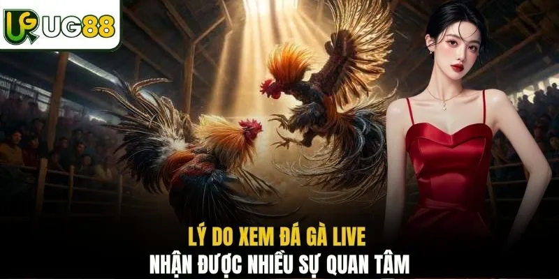 Lý do xem đá gà live nhận được nhiều sự quan tâm