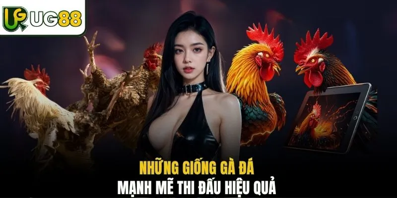Những giống gà đá mạnh mẽ thi đấu hiệu quả 