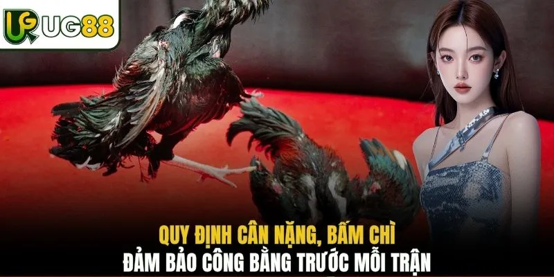 Quy định cân nặng, bấm chì đảm bảo công bằng trước mỗi trận 