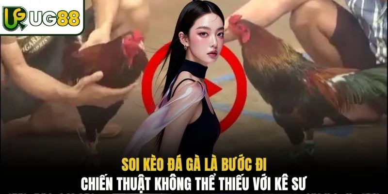 Soi kèo đá gà là bước đi chiến thuật không thể thiếu với kê sư