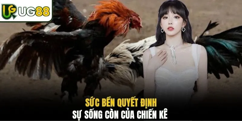 Sức bền quyết định sự sống còn của chiến kê