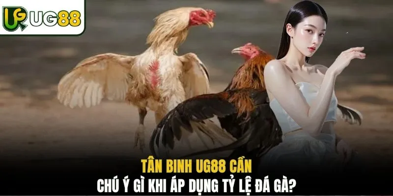 Tân binh UG88 cần chú ý gì khi áp dụng tỷ lệ đá gà?