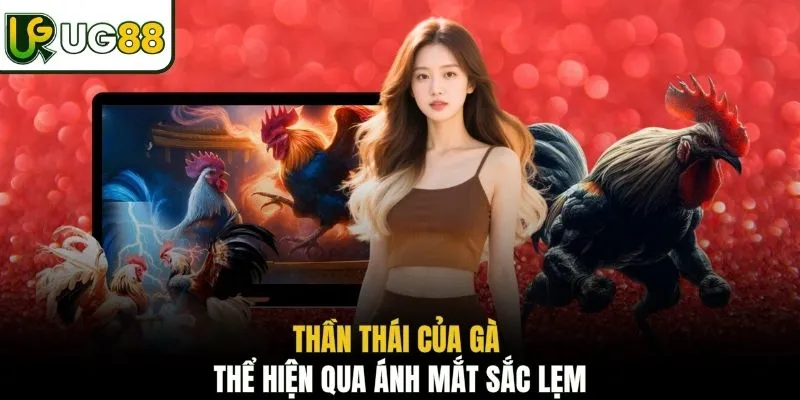 Thần thái của gà thể hiện qua ánh mắt sắc lẹm
