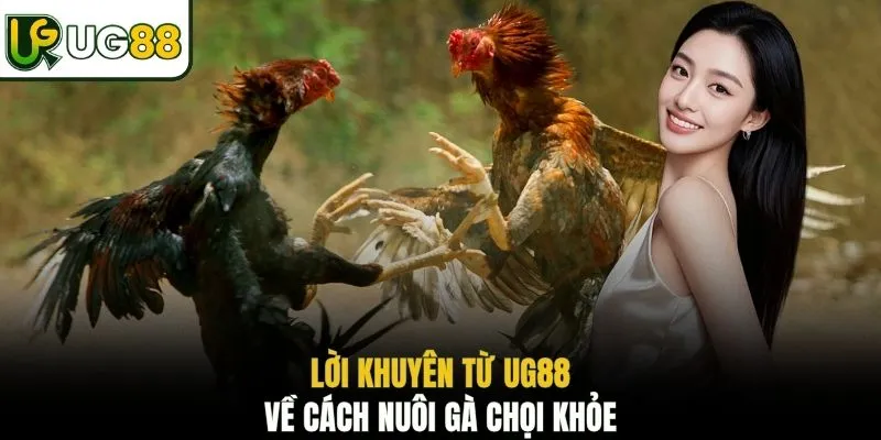 Lời khuyên từ UG88 về cách nuôi gà chọi khỏe