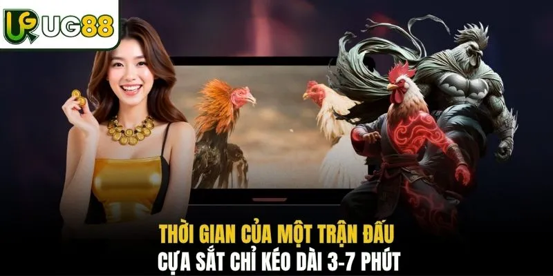 Thời gian của một trận đấu cựa sắt chỉ kéo dài 3-7 phút