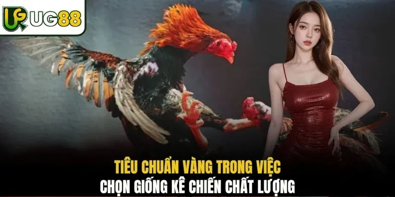 Tiêu chuẩn vàng trong việc chọn giống kê chiến chất lượng