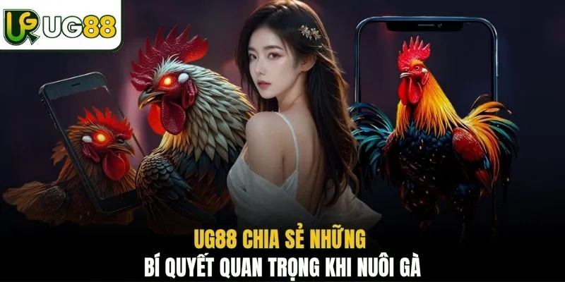 UG88 chia sẻ những bí quyết quan trọng khi nuôi gà
