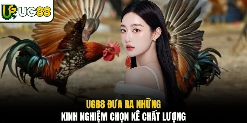 UG88 đưa ra những kinh nghiệm chọn kê chất lượngUG88 đưa ra những kinh nghiệm chọn kê chất lượng