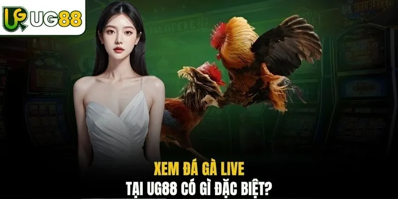 Xem đá gà live tại UG88 có gì đặc biệt?